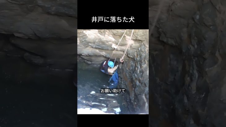 奇跡の救出劇 #動物園 #ペット #自然