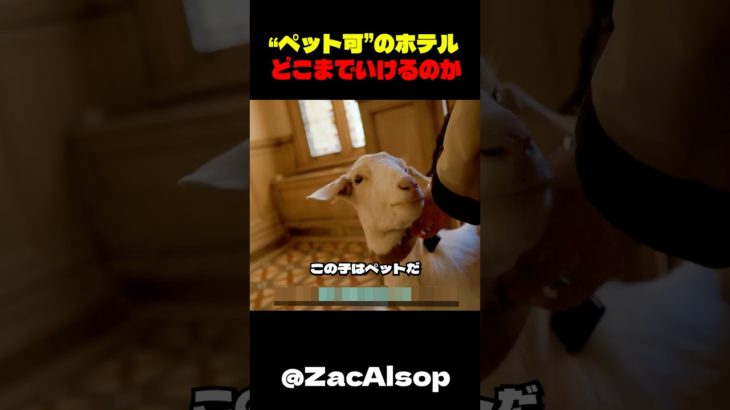 ペット可のホテルはどこまで同伴可能なのか