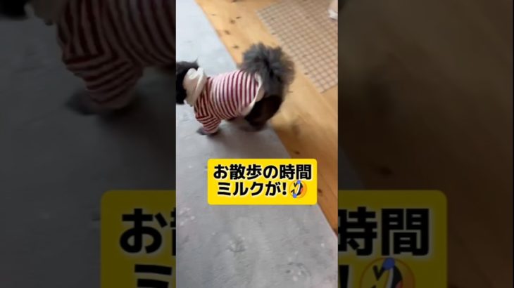 ミルクのこだわり強すぎ問題🐶🤣😂#犬好き #可愛い#トイプードル#ペキニーズ#ペキプー#日常 #ペット #犬癒し#癒し#犬のいる生活#おもしろ