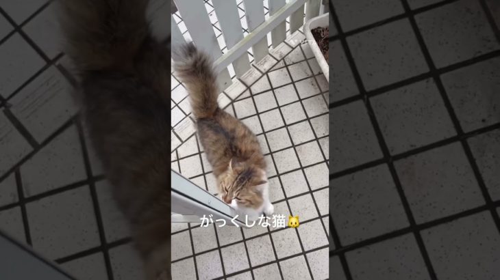 がっくしな猫🐱#猫 #ねこ #ネコ #ペット #サイベリアン #かわいい猫 #ねこのいる生活 #ねこのいる暮らし #散歩する猫