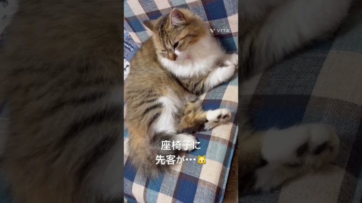 座椅子に先客が・・・🐱#猫 #ねこ #ネコ #ペット #サイベリアン #かわいい猫 #ねこのいる生活 #ねこのいる暮らし #散歩する猫