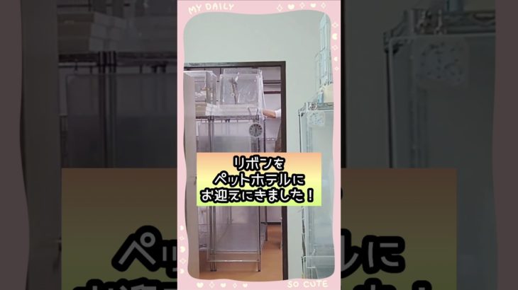 《ペットホテルから帰宅した セキセイインコ リボン🎀》
