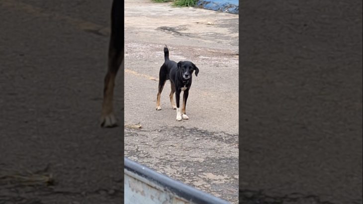 #viral #animaldeestimação #caramelo