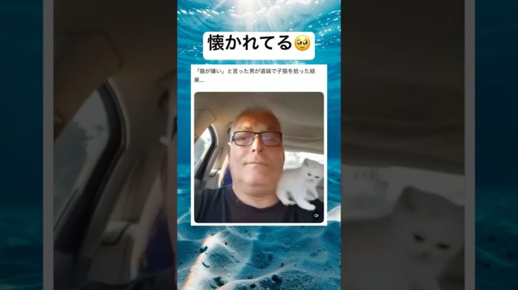 好きになるねwww #shorts #おもしろ #猫 #ペット #癒し