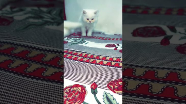 🤌🐈. #yourcat #cat #petsrule #animal #yourpet #cutepet #pets #pet #catcute #cuteanimal #petlover