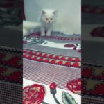 🤌🐈. #yourcat #cat #petsrule #animal #yourpet #cutepet #pets #pet #catcute #cuteanimal #petlover