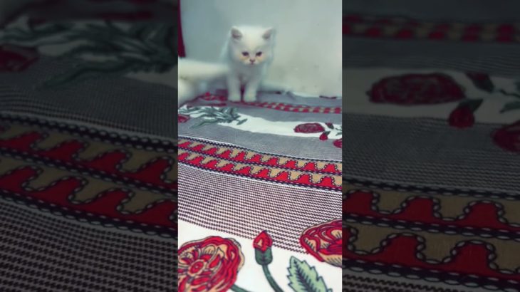 🤌🐈. #yourcat #cat #petsrule #animal #yourpet #cutepet #pets #pet #catcute #cuteanimal #petlover