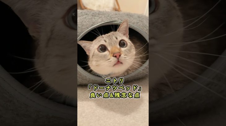 【猫グッズ】本音レビュー｜ニトリ「ペットベッド」良い点と残念な点 #youtubeショッピング