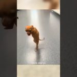 2 കാലുള്ള ഒരു നായക്കുട്ടിയുടെ ജീവിത വിജയം..🥰#intresting#love#pet#viral