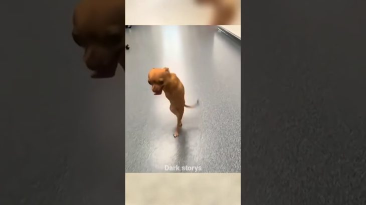 2 കാലുള്ള ഒരു നായക്കുട്ടിയുടെ ജീവിത വിജയം..🥰#intresting#love#pet#viral