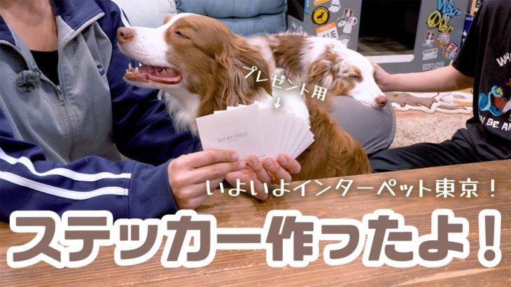 2026年インターペット東京に向けてお礼ステッカーを新調しました🐶🧧✨