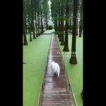 【動物】緑の浮き草を草原と勘違い…ワンコがそのままダイブ！ 20260407039