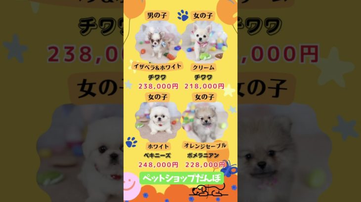 2026年4月9日 ペットショップだんぼ  #ペットショップ #ブリーダー #子犬 #プードル #ポメラニアン ビション チワワ 北海道 札幌 北区 価格 音読さん