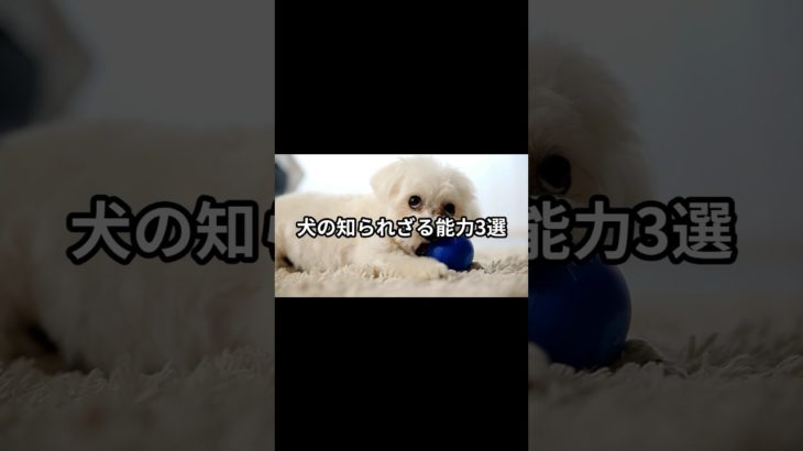 犬の知られざる能力3選 #犬 #ペット #動物雑学