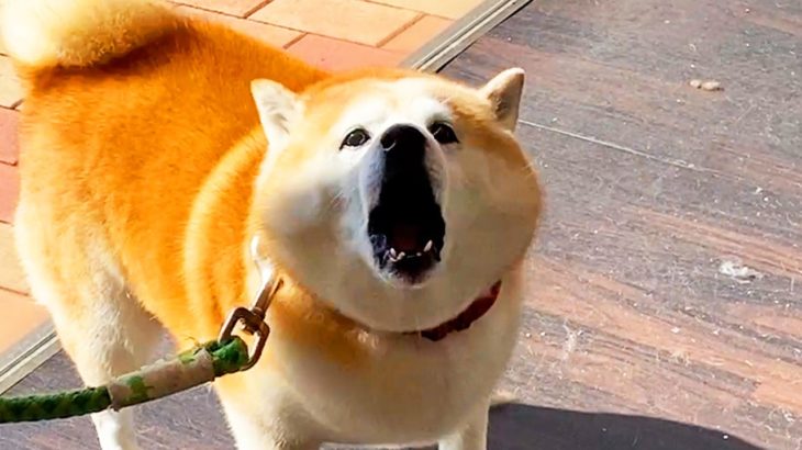 ペットホテルで4時間ぶりに迎えに来た家族を発見し、それまでの悲しみを必死に大演説する柴犬