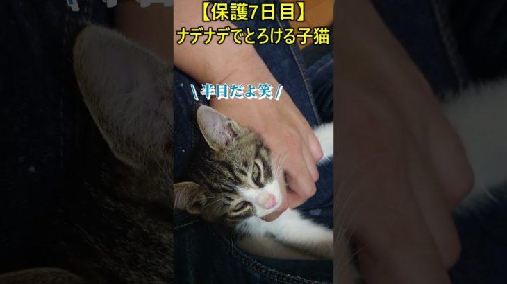 【保護7日目】ナデナデでとろける子猫② #猫 #子猫 #保護猫 #動物 #ペット #shorts