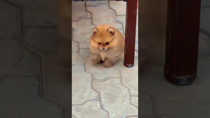 8810623046 Toy Pom puppy small size cute active available home pet booking open fast contact now