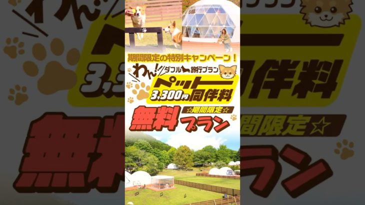 犬連れ旅行におすすめ！ペット同伴無料の日光グランピングで贅沢BBQ【ブリリアントヴィレッジ日光】 #グランピング #旅行 #ドッグラン