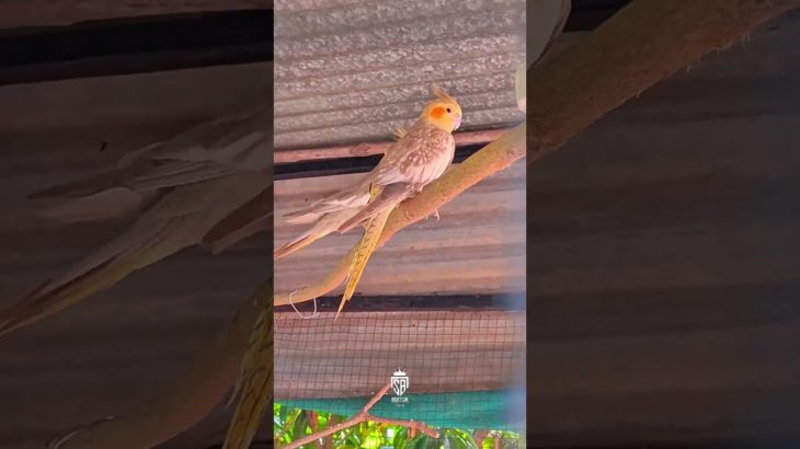 Beautiful Birds in Cage 🐦✨ | ”“My Birds Cage Setup #indian pet vlogger #bird #trending #birdsavairy