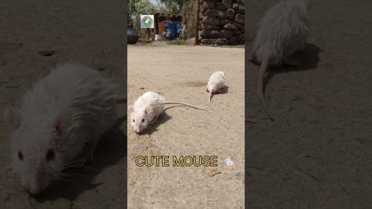 CUTE WHITE MOUSE 🐁#viral #pet #cute #animals