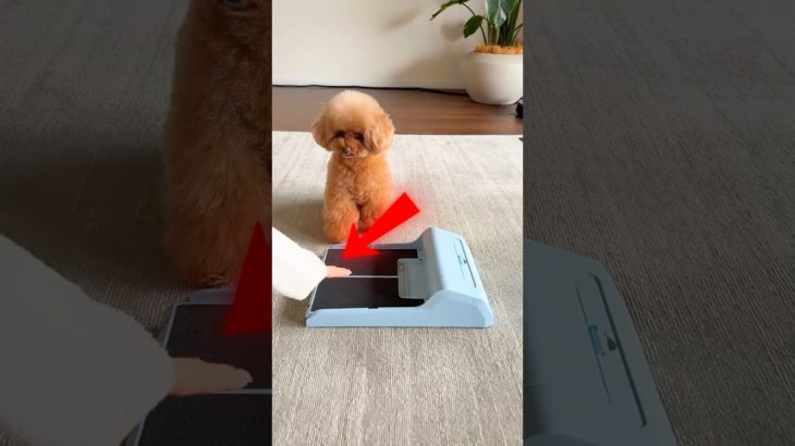 Cachorrinho aprendendo a pegar petiscos 🧠🐕 #shorts #pet