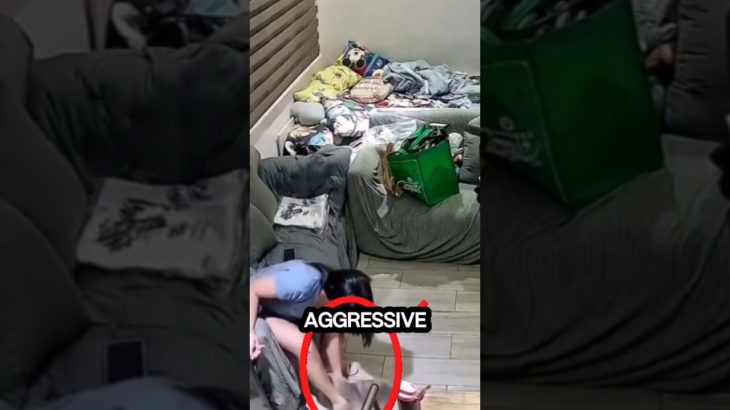 Calm Cat Suddenly Attacks Owner 😱🐱 | Shocking Pet Instinct Caught on Camera #shorts