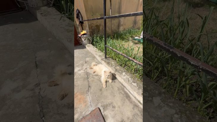 Cat for Sale 🐾 || #pet #animal #youtubeshorts #shorts #india | Insta :happytailspetshop0