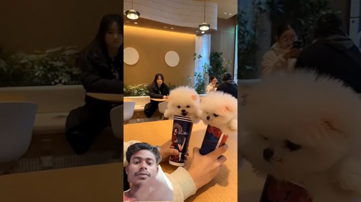 #Cut Puppy 🐶, #Dog Lover Pet Happiness #Baby #Hugpet Beautifully #heartlove #youtubeshorts