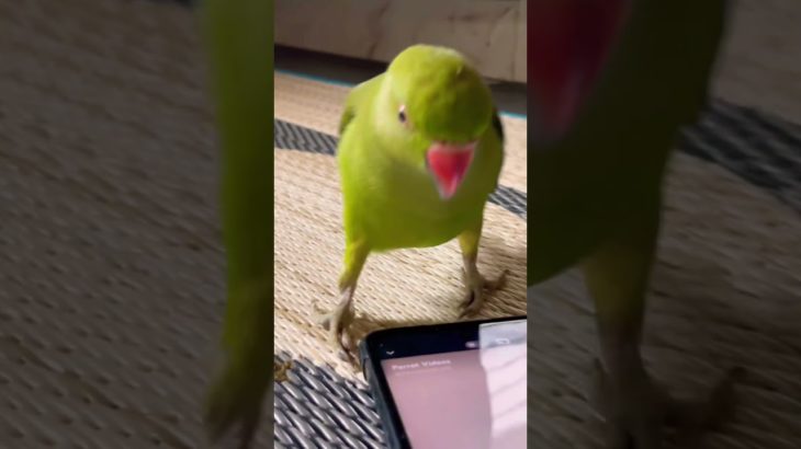 Cute🥰 Baby Mithu🦜#parrot #pet #youtubeshorts #bird #shortvideo #talkingparrot #shorts #viral #cute