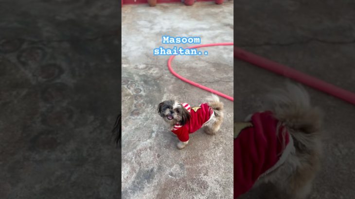 Cutest puppy/pet family vlog #funny #trending #puppy #viral #pets #crazily #funnymoment #funniest