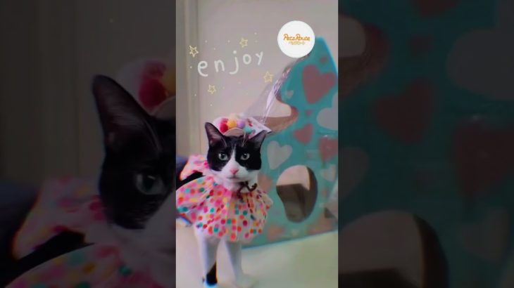 ペットの🍚おやつ・おもちゃ・生活用品のお店🦋【ペッツルート】🦋様の🐾にゃんにゃんにゃーんDay🐾🎁に当選させて頂き“開封の儀”で👀気ににゃる【ぴょんぴょんシリーズ】🎣が➰気に入ったにゃよ💞💨