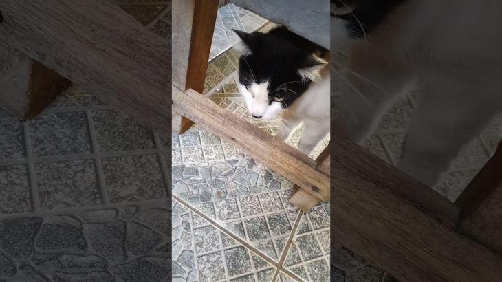 Deus me livre não mexa com ele pet