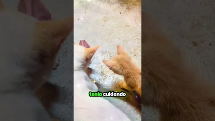 El gringo con nueva sorpresa #gato #cat #kitten #pet #amor