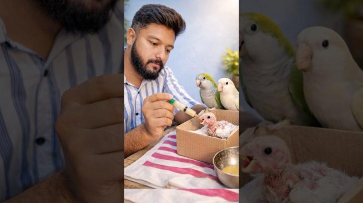 Found This Tiny Baby Cockatiel in a Pet Shop 🥺 | #duggu #pets #shorts