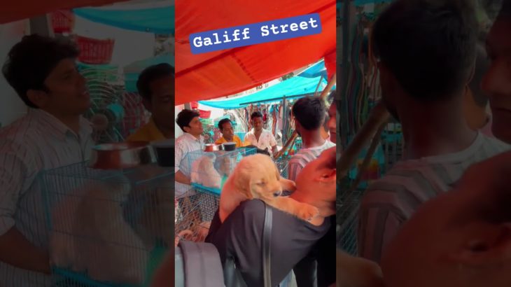 Galiff Street Pet Market। Dog Market #shorts #Dog #petmarket #galiffstreetmarketkolkata