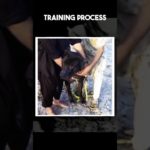 Guard Dog Training Process #dog #pet #kutta #bullykutta #pakistanibully #dogshorts #shorts #viral
