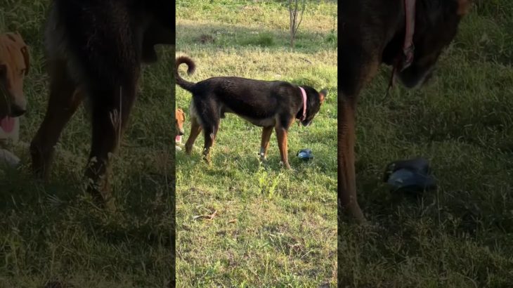 Gunna gunnavayi sinnadhi folk song/ pet dogs khala and Hari  playing with slippers 😂