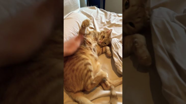 How many taps till your pet get mad at you #pet #cat #catshorts