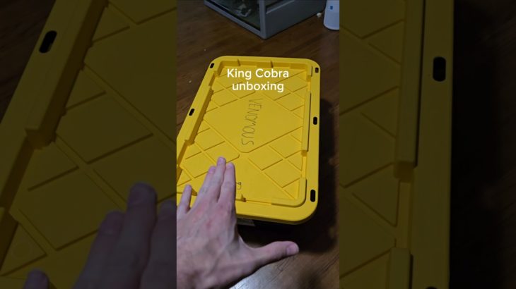 I bought a King Cobra as a pet. #reptiles #pets #venomoussnakes #kingcobra