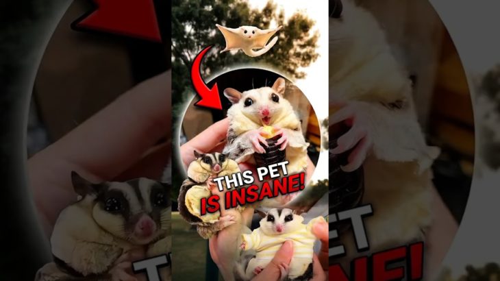 INSANE Tiny PET Flying Animal People Are OBSESSED With 😳 #viral