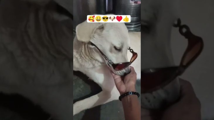 Iam stylish dog 🐶😎🥰#doglover#pet#strretdoglover #shorts#animal cute lover 1293