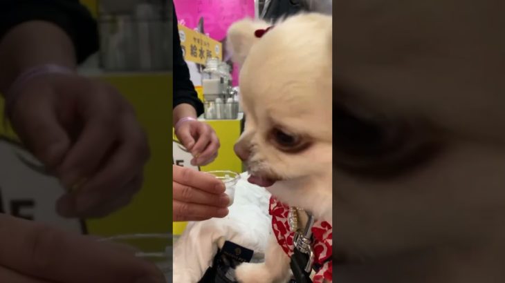Japan pet events #チワワ #chihuahua #shorts #インターペット