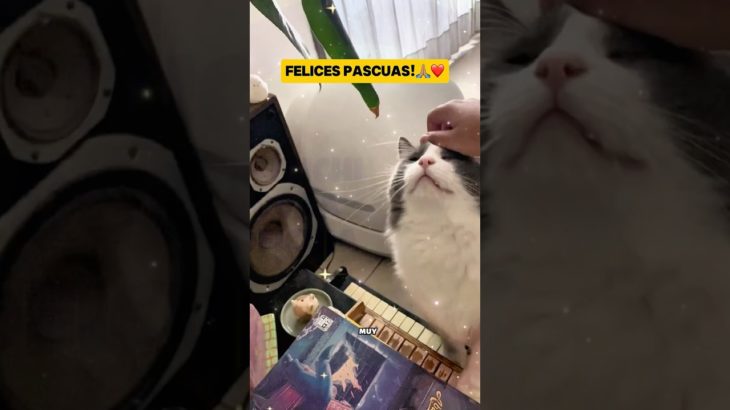 Limón les desea felices pascuas #gatos #cat #pascuas #pet #catlovers