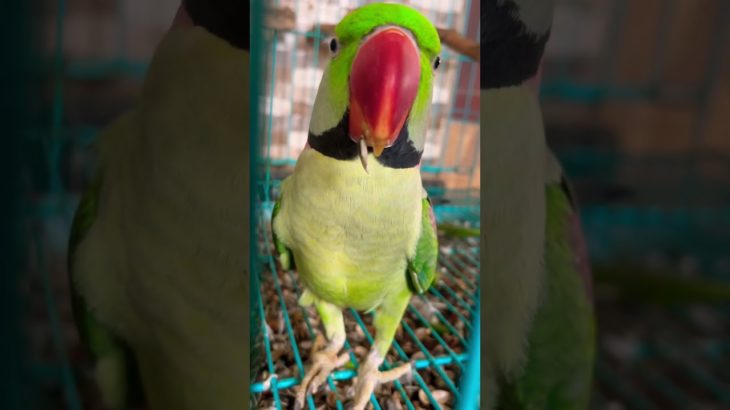 Mithu Mummy Ko Bulao #parrot #pet #birds #youtubeshorts #shortsfeed #shorts #talkingparrot #share