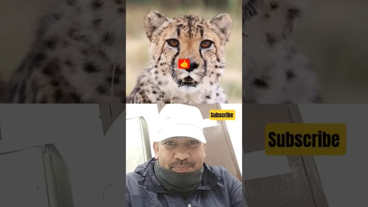 MrBeast❤️‍🔥 Would You Pet a Cheetah 🐆 in Africa? #shorts #ex#viral #animals #pets