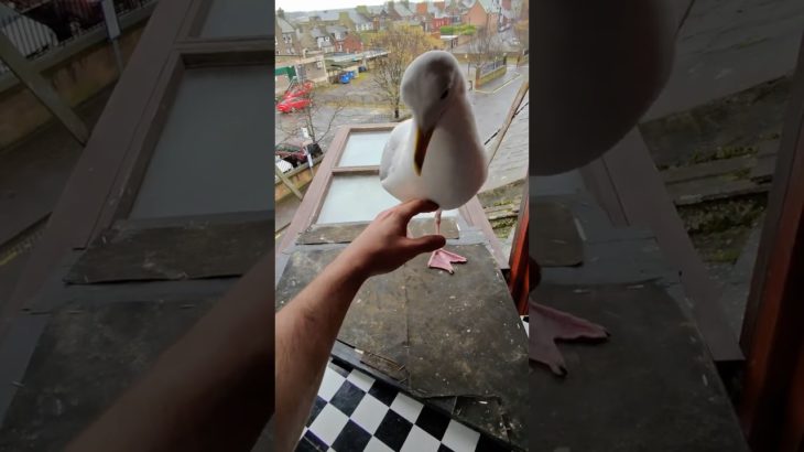 My Pet Seagull & His Tuna IMPATIENCE!