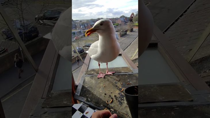 My Pet Seagull Is A Gentle Soul! ❤️