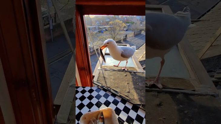 My Pet Seagull Is A Sardine MENACE!