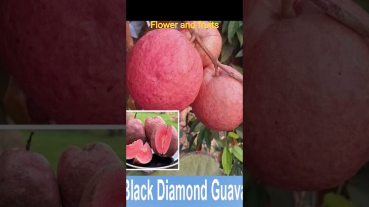 Natural beauty of flowers,birds and Fruits #nature#farming #garden #agriculture #shorts