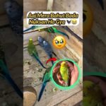 New Pet Laate Hi Bada Nuksan Ho Gya 🐦‍⬛😥 #shorts #budgies #newpet #petvlog #petswithbalaji